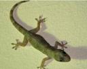 gekko