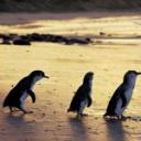 The penguin parade (niet zelf gemaakt, want dat mocht niet)